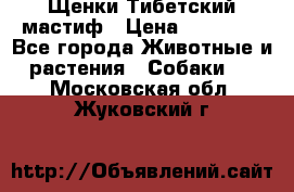  Щенки Тибетский мастиф › Цена ­ 50 000 - Все города Животные и растения » Собаки   . Московская обл.,Жуковский г.